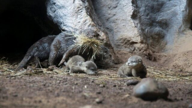 Süßer Nachwuchs: Vier Otterbabys im Loro Parque geboren