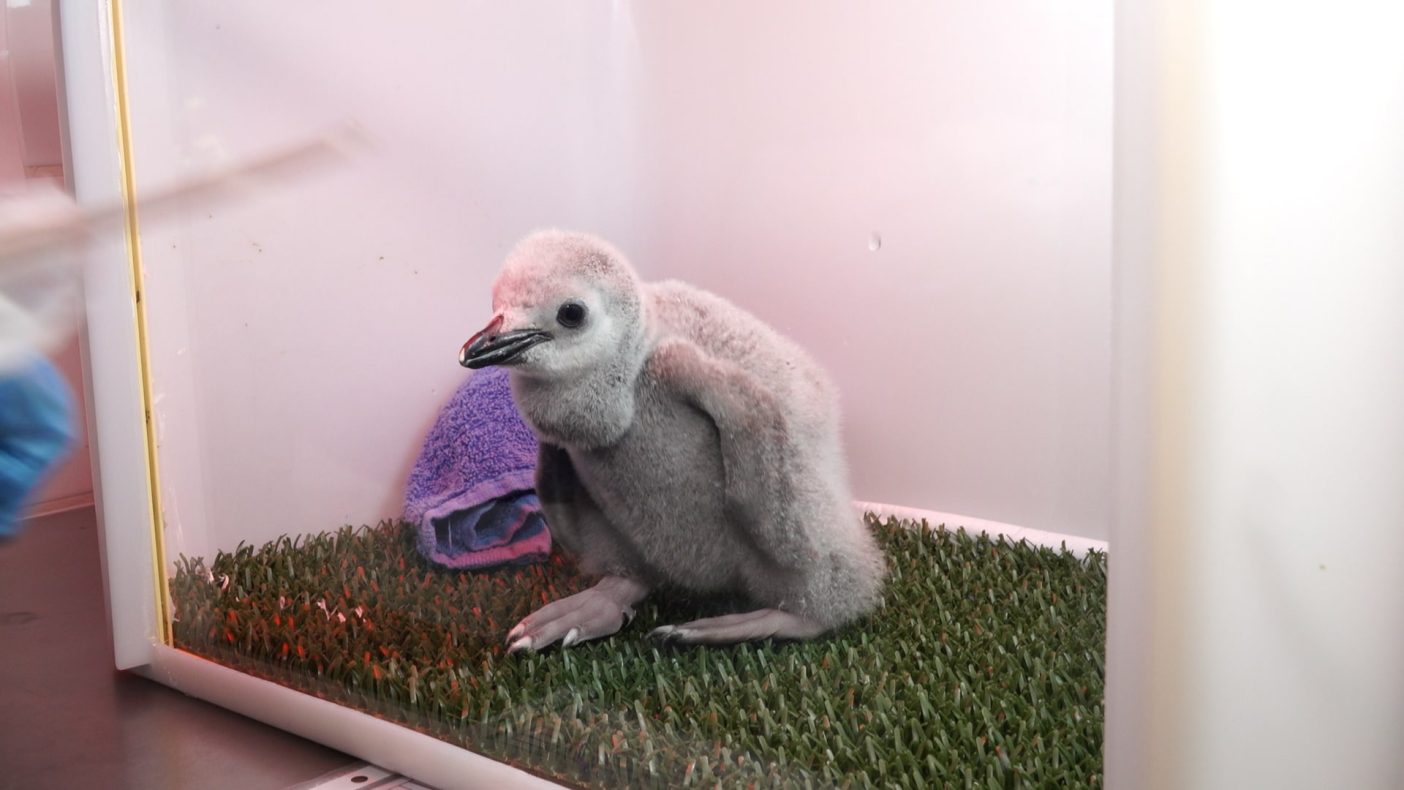 Süßer Nachwuchs bei den Pinguinen im Loro Parque