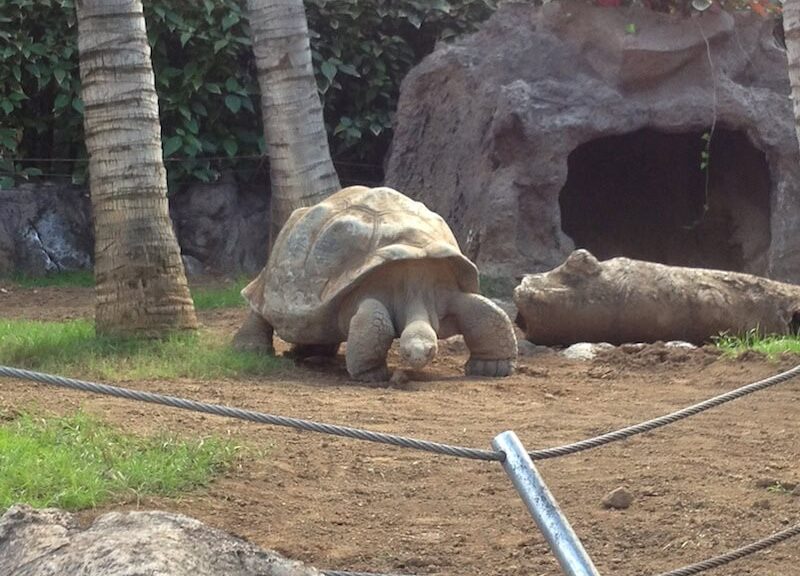 Galapagos-Schildkröten im Loro Parque bekommen Nachwuchs