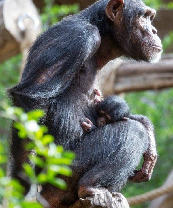 Schimpansen-Baby Happy ist neuer Star im Loro Parque