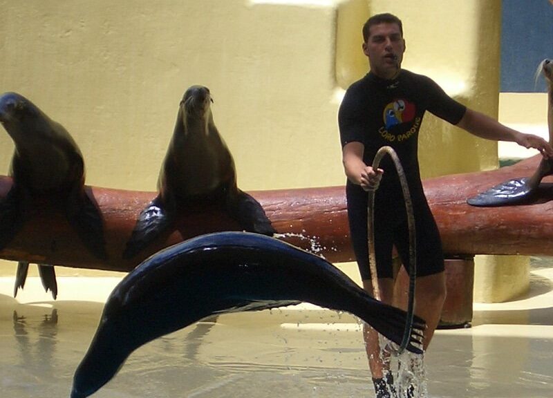 Loro Parque ist beliebtester Zoo Europas