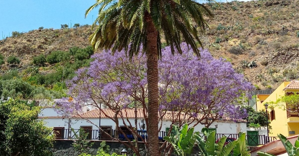 Fotos: Blütenpracht in Santa Lucía de Tirajana auf Gran Canaria