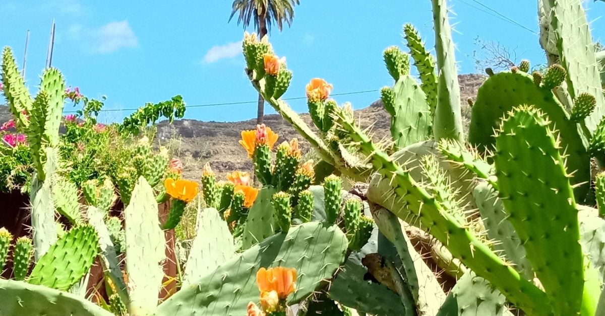 Fotos: So erstrahlt die Natur auf Gran Canaria