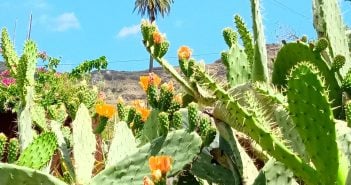 Blütenpracht in Santa Lucía - Kakteenblüte