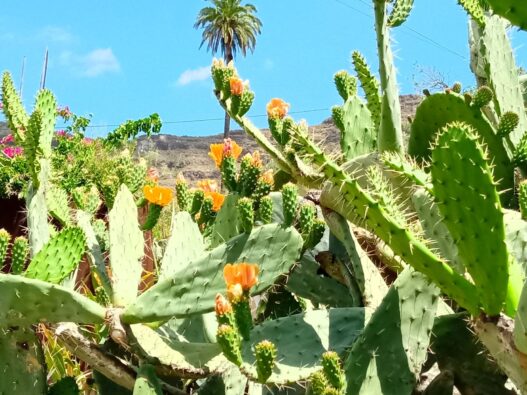 Fotos: So erstrahlt die Natur auf Gran Canaria
