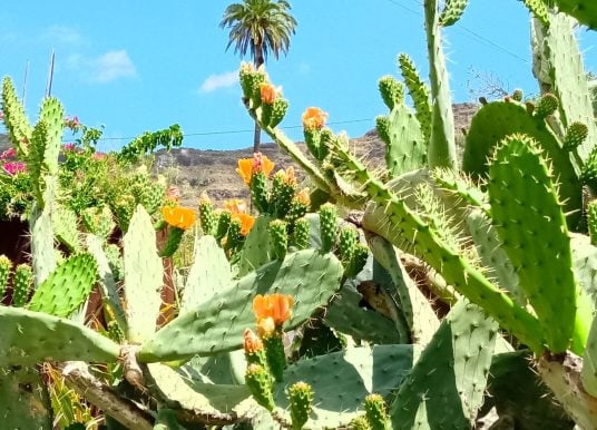 Blütenpracht in Santa Lucía - Kakteenblüte