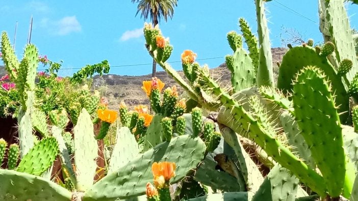 Blütenpracht in Santa Lucía - Kakteenblüte