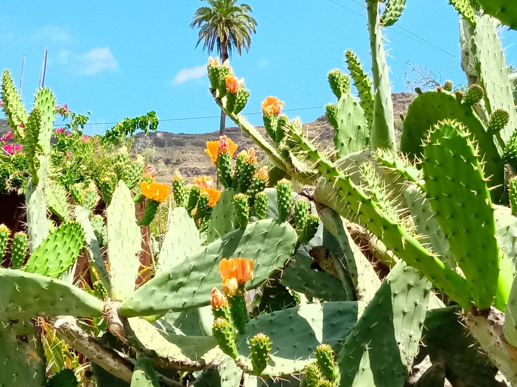 Fotos: So erstrahlt die Natur auf Gran Canaria