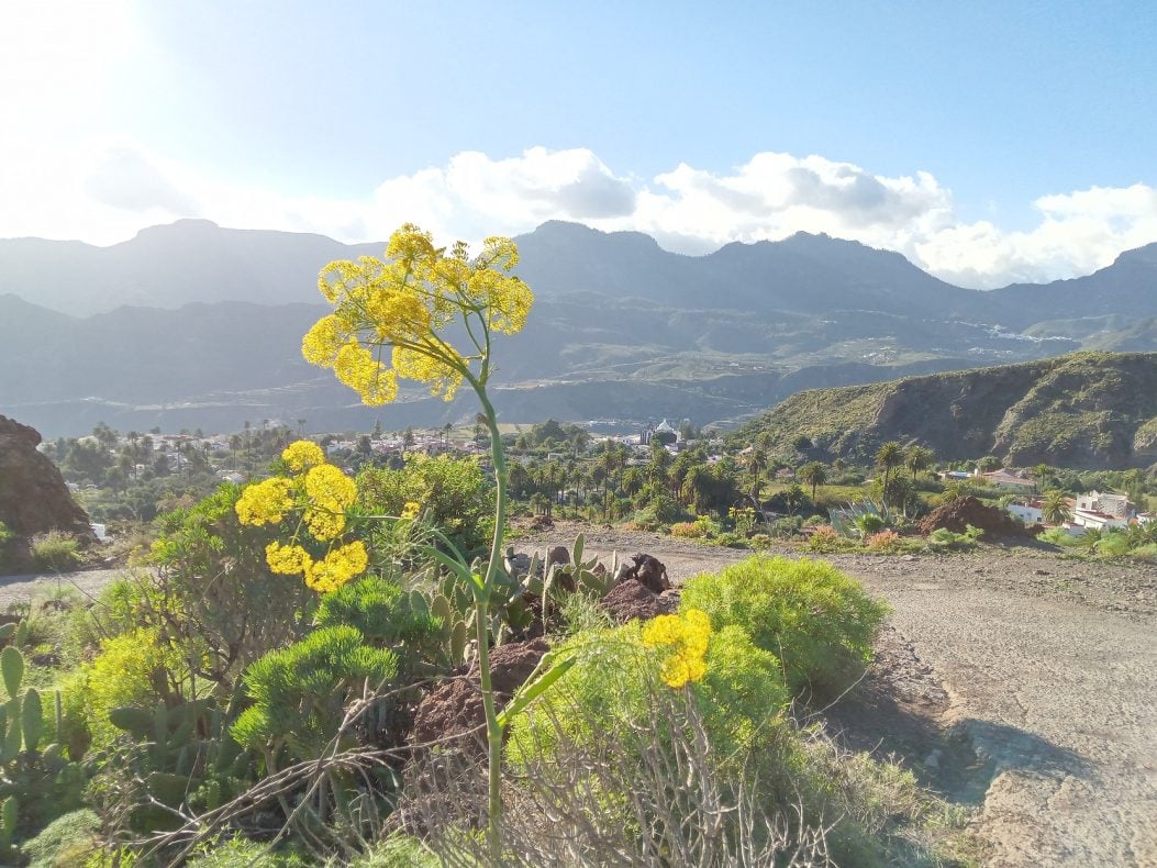 Blütenpracht in Santa Lucía - Ferula communis