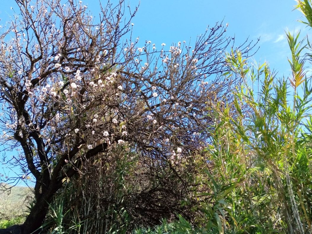 Blütenpracht in Santa Lucía - Mandelbaum