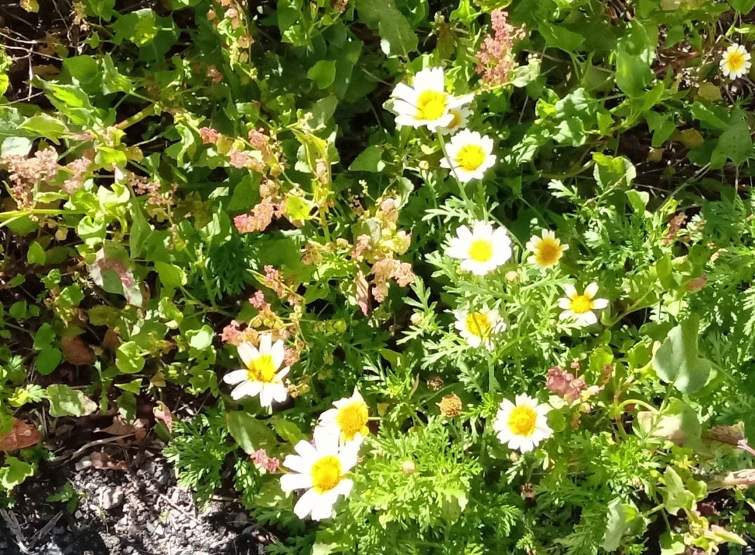 Blütenpracht in Santa Lucía - Kronenwucherblume