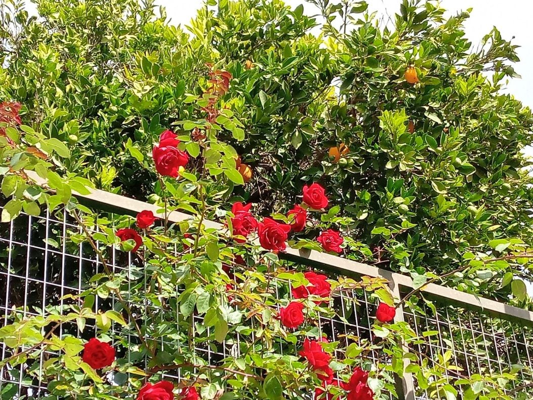 Blütenpracht in Santa Lucía - Rosen und Orangen