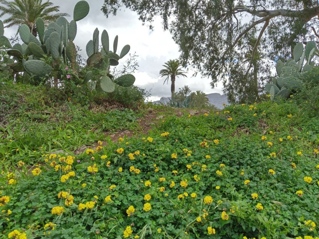 Blütenpracht in Santa Lucía - Klee, Kakteen und Eukalyptus