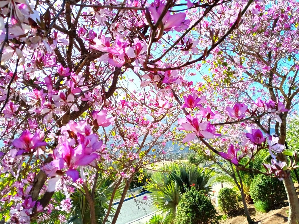 Blütenpracht in Santa Lucía - Orchideenbaum