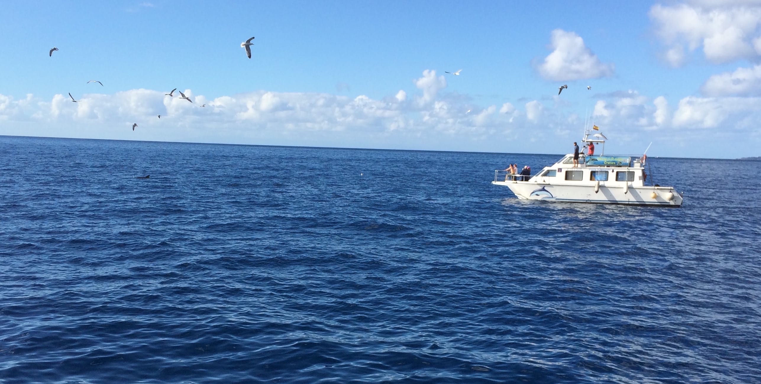 Whale Watching Teneriffa Delfine
