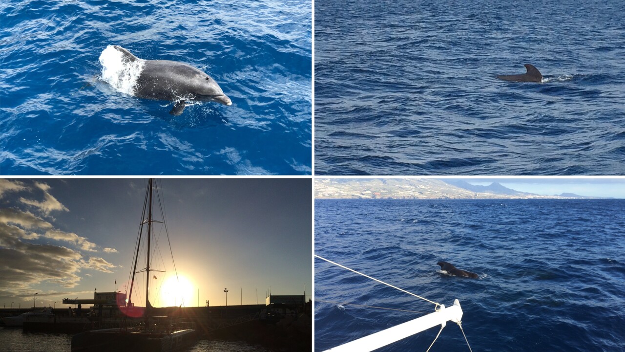 Whale Watching – Wale beobachten auf Teneriffa