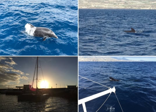 Whale Watching Teneriffa Kanaren Wale beobachten Übersicht