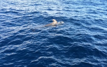 Whale Watching Teneriffa Pilotwal