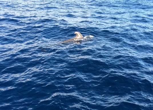 Whale Watching Teneriffa Pilotwal