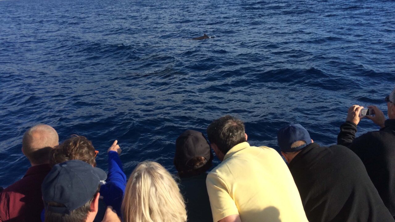 Zweieinhalb Meter Hammerhai vor Teneriffa gesichtet