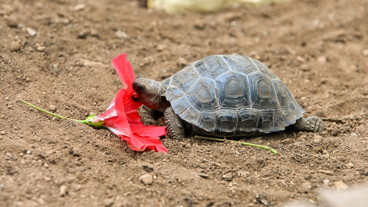 Süße Galapagos-Schildkröten-Babys im Loro Parque auf Teneriffa geschlüpft