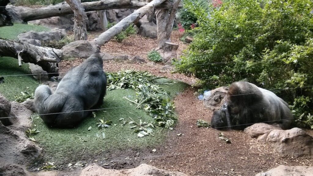 Loro Parque: Tierarzt schießt auf Wärter im Gorilla-Kostüm