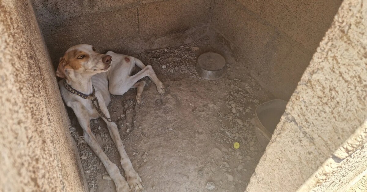 49 verwahrloste Jagdhunde auf Finca in Granadilla entdeckt