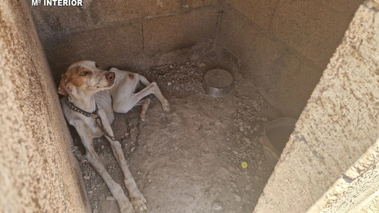 49 verwahrloste Jagdhunde auf Finca in Granadilla entdeckt