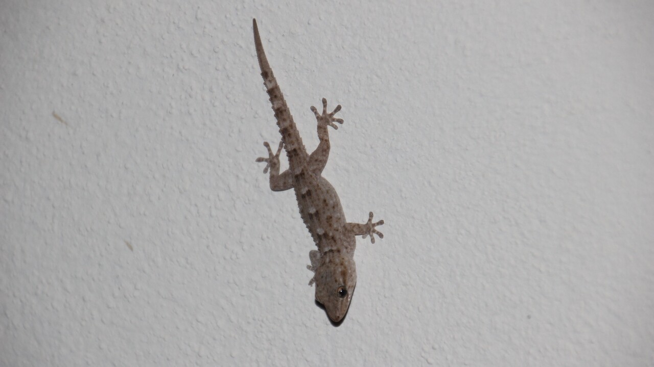 Mein etwas anderes Haustier auf Teneriffa