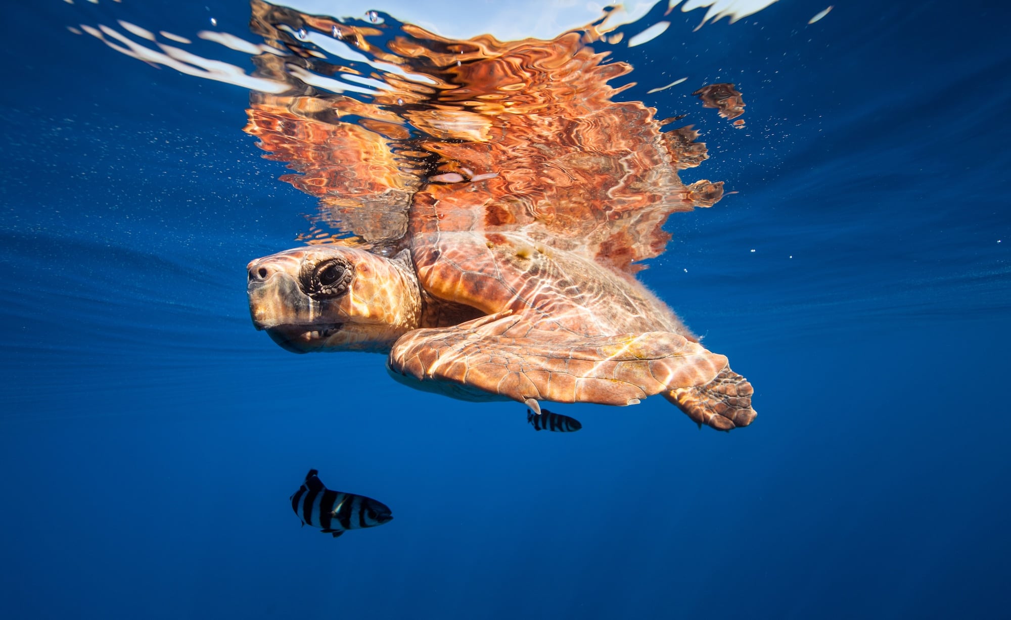 Kanarische Inseln Wasserschildkröte