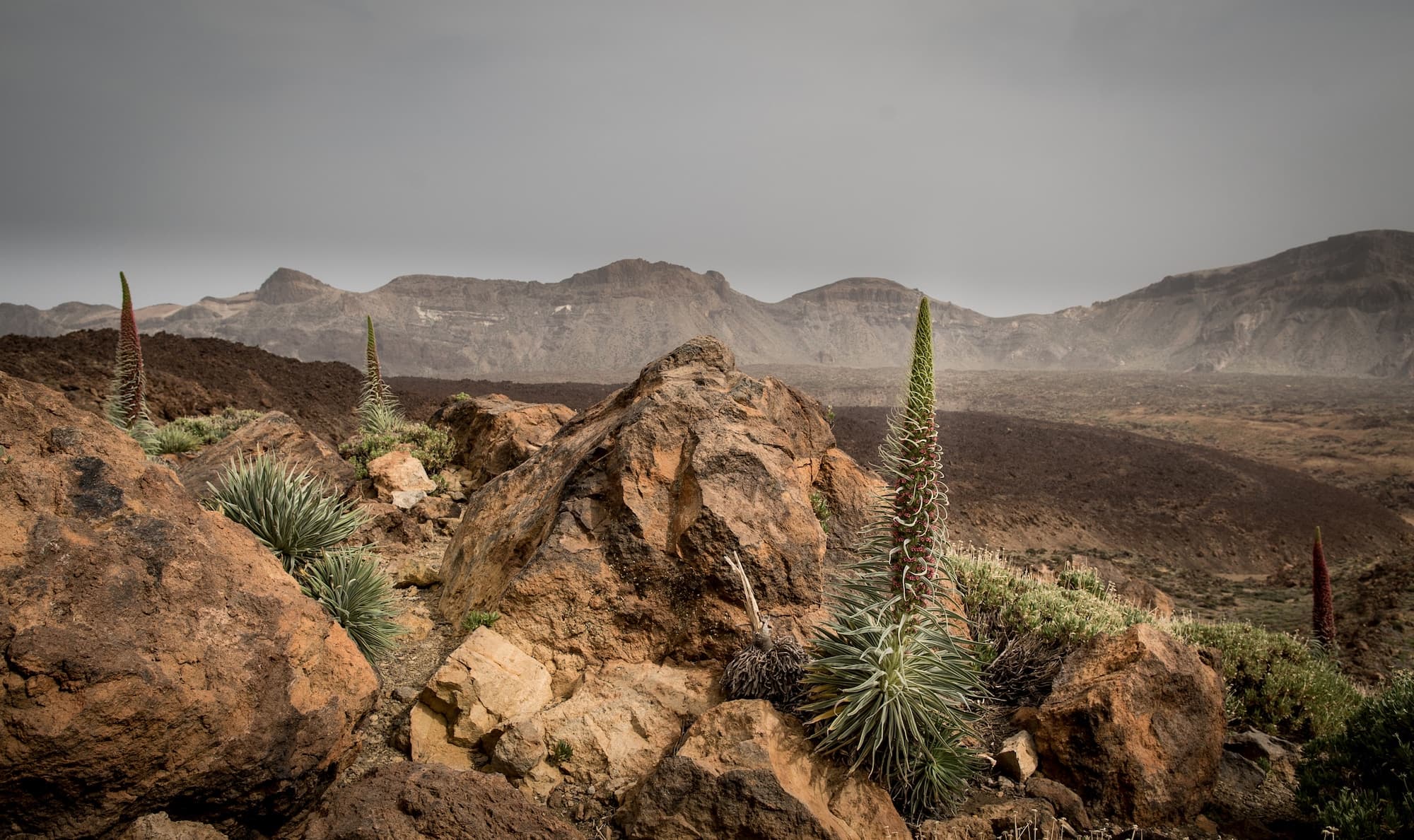 Natternköpfe im Teide Nationalpark auf Teneriffa