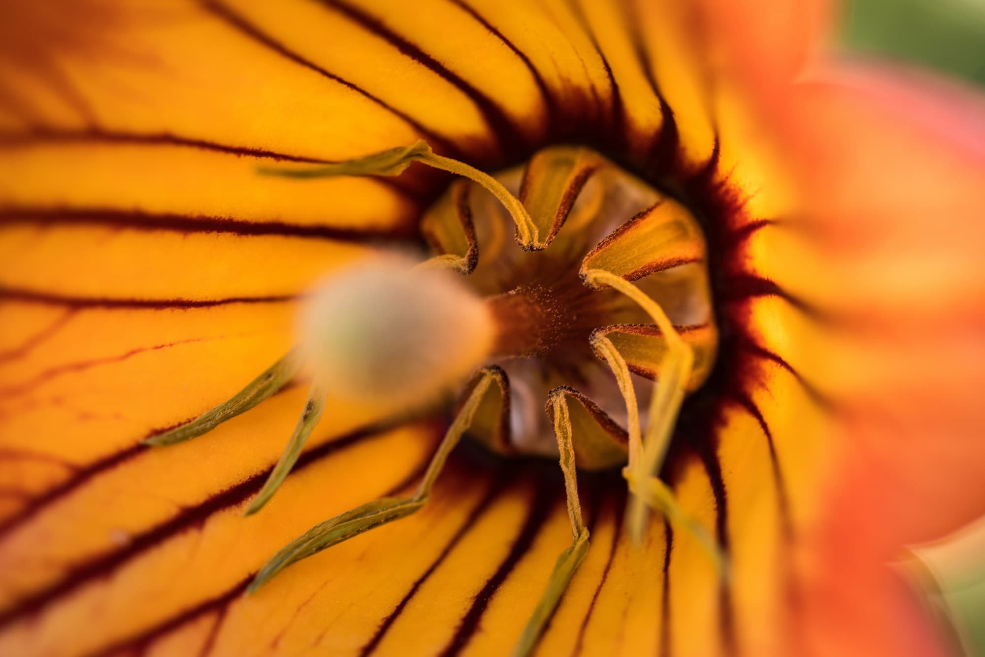 Canarina canariensis
