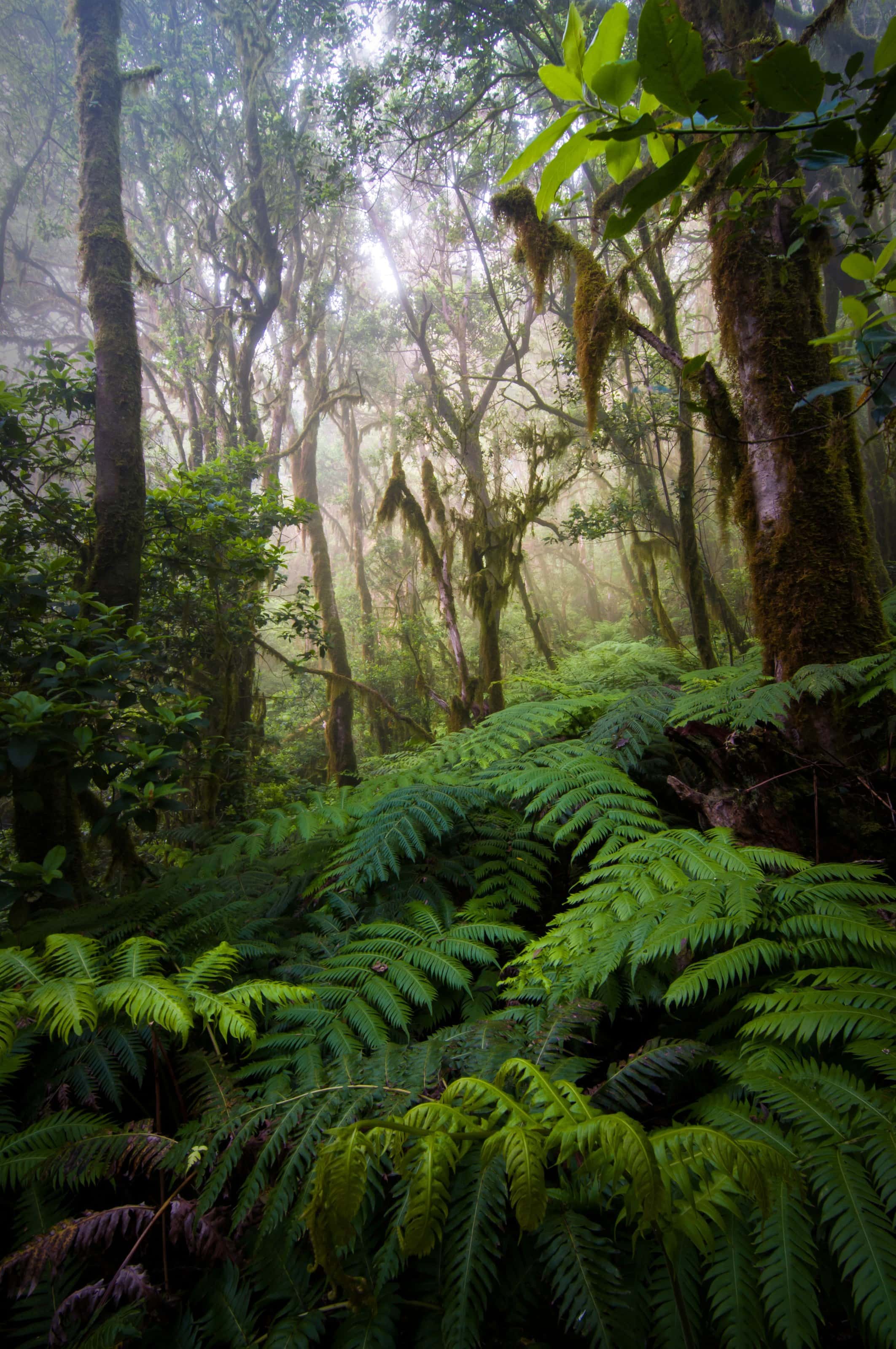 Garajonay Nationalpark La Gomera