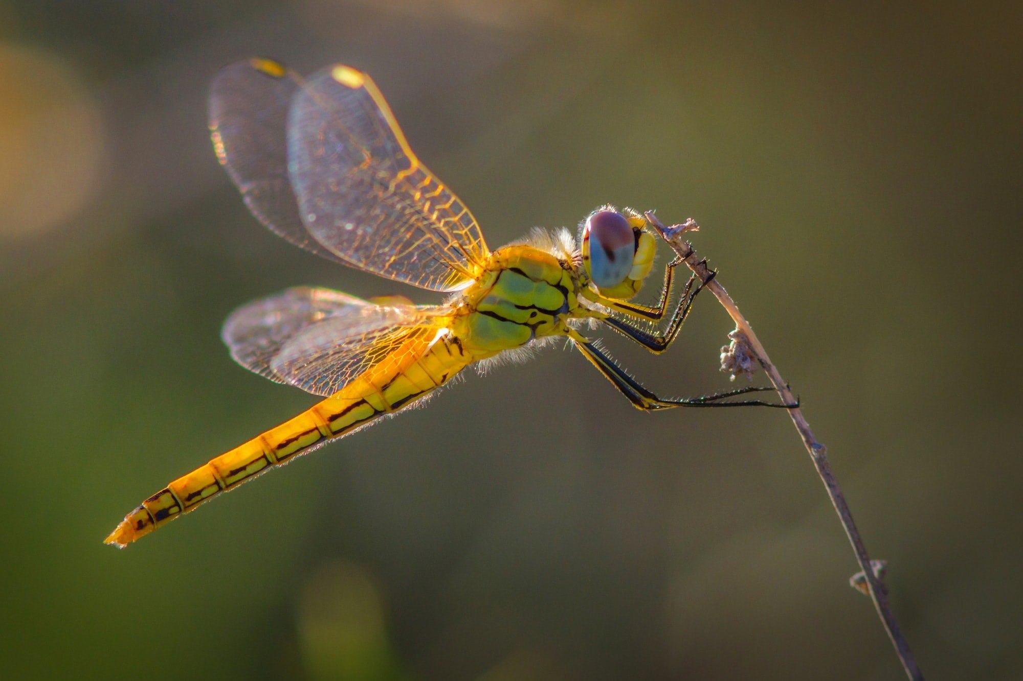 Red-veined Darter (Sympetrum fonscolombii)