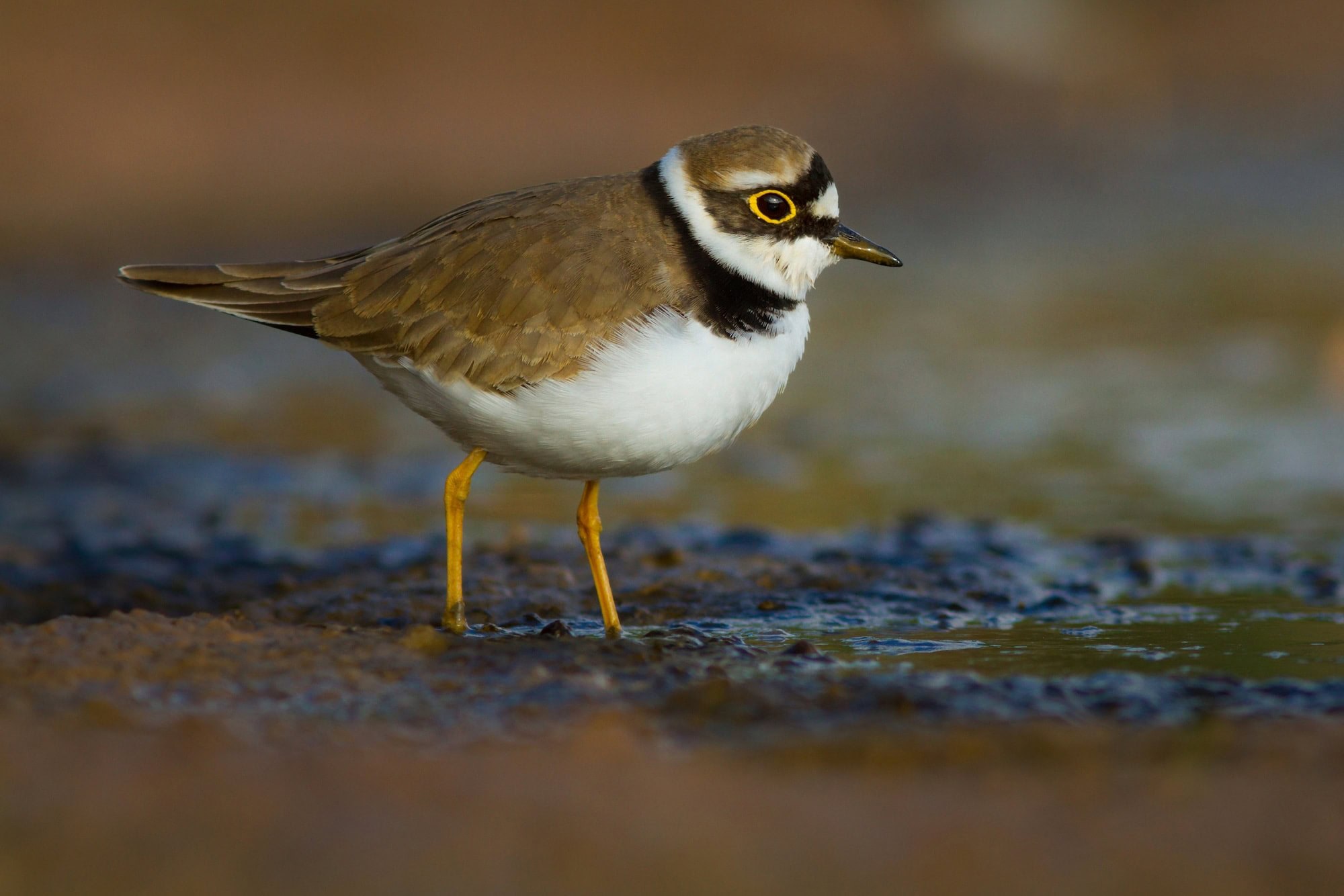 Little Ringed Plover (Charadrius dubius)