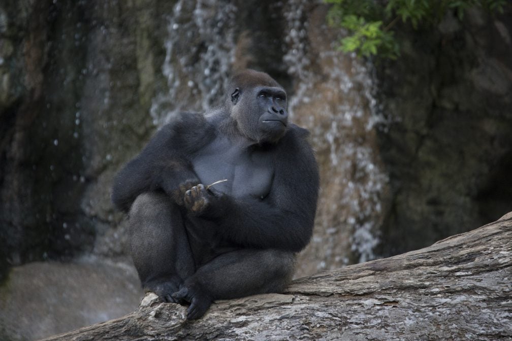Gorilla Kiburi Loro Parque Teneriffa