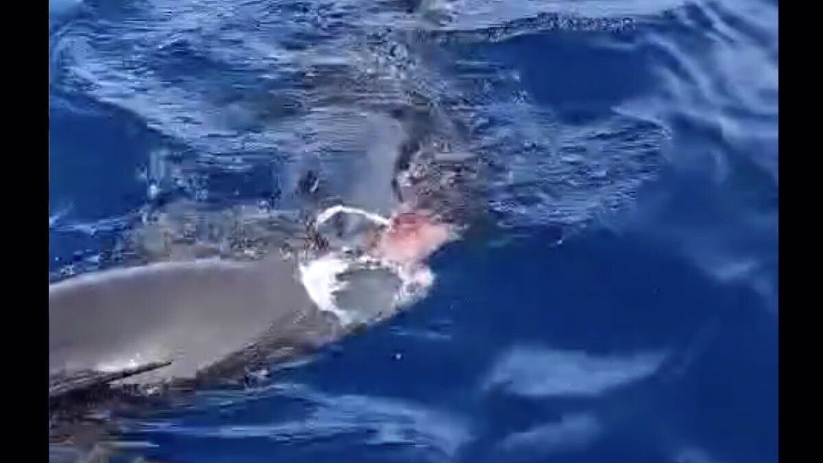 Hai frisst Wal vor Teneriffa: Dieses Video geht im Netz viral!