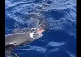 Hai frisst Wal vor Teneriffa – Kanaren-Video geht im Netz viral