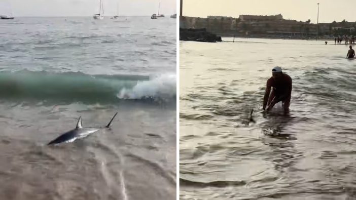 Auf Teneriffa gestrandeter Hai ist tot: „Menschen sind zu allem fähig“