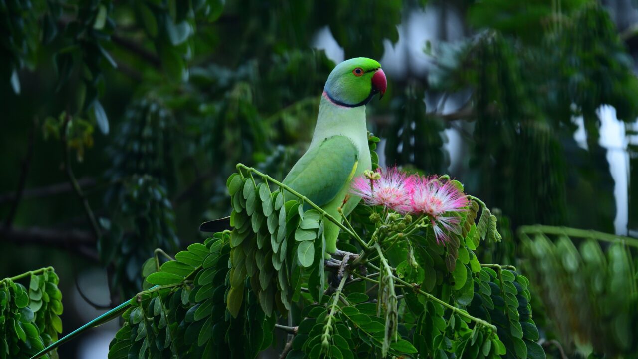 Halsbandsittiche: Invasive Papageien erobern die Kanaren