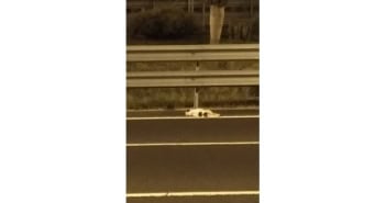 Hund aus Auto geworfen Gran Canaria leales.org