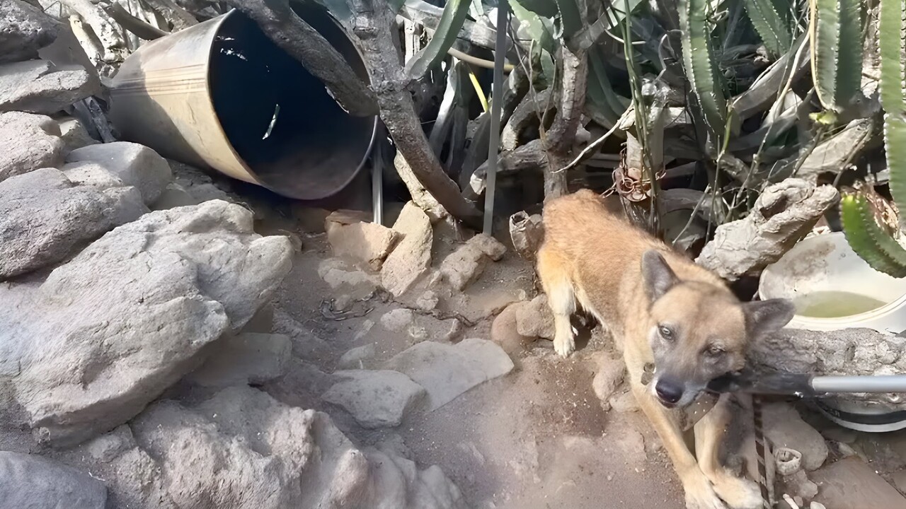 Teneriffa: Hund mit Beinbruch festgekettet – „sein Wasser war schon grün“