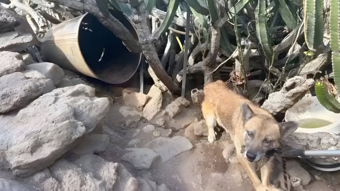 Hund ausgesetzt Teneriffa 09-2024