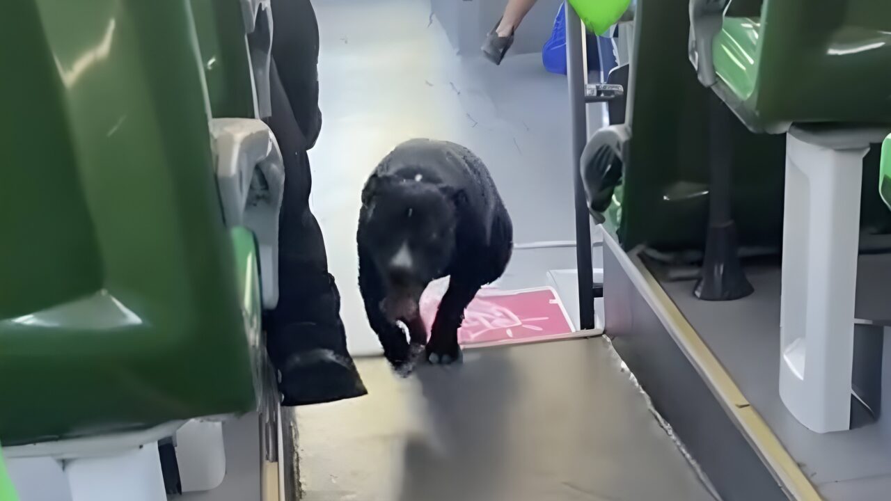 Bus-Fahrerin rettet ausgesetzten Hund auf Teneriffa