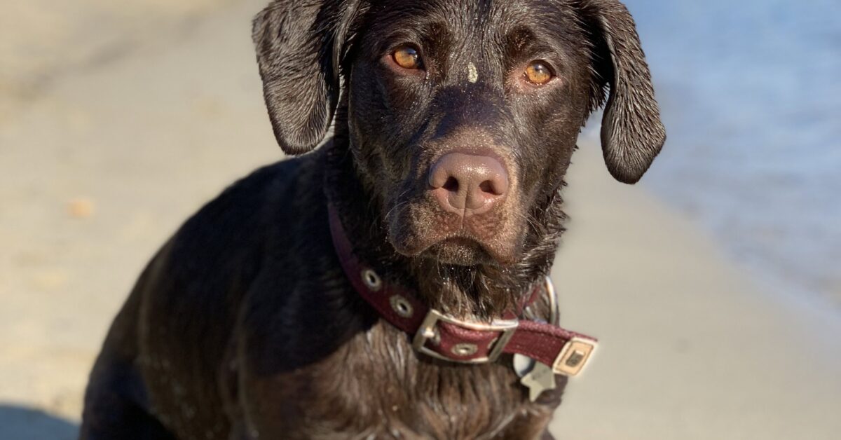 Hunde am Menschen-Strand können auf den Kanaren teuer werden