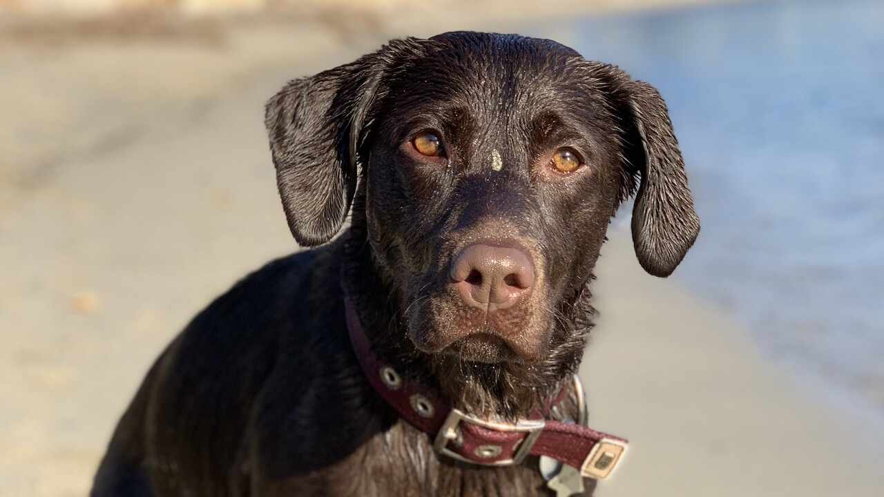 Teneriffa: Vier Museen lassen jetzt Hunde und Katzen rein