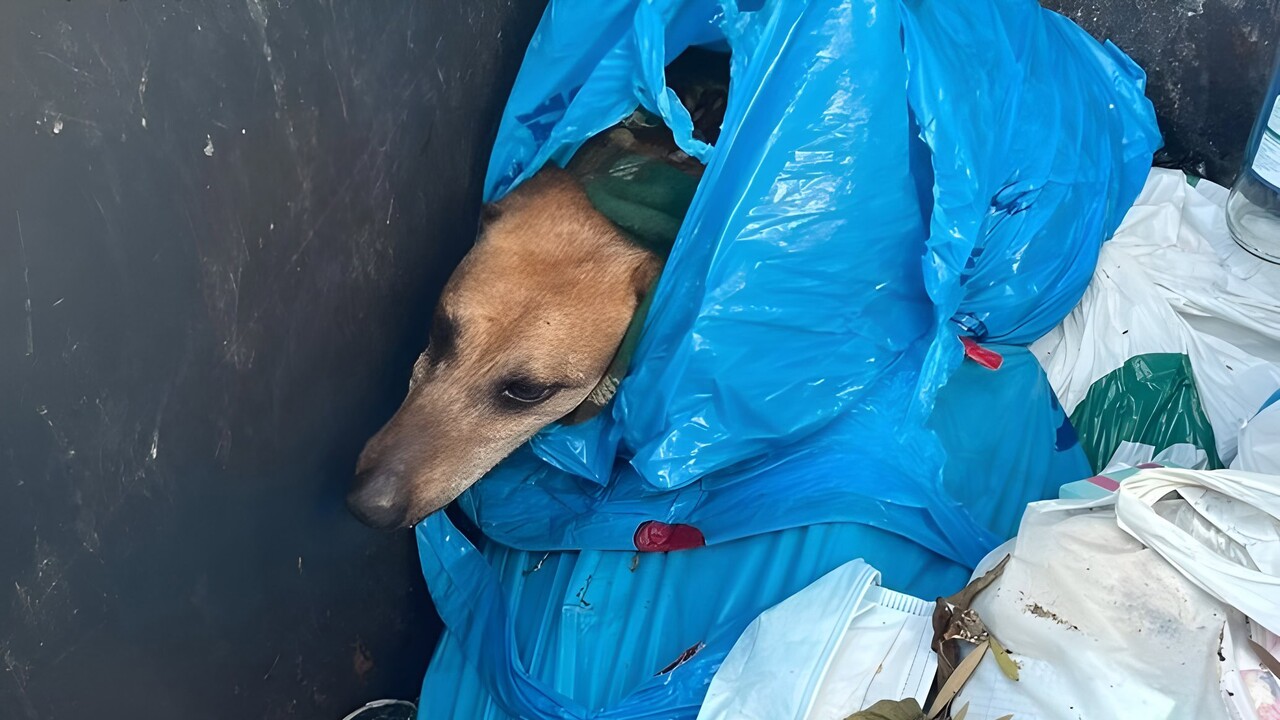Gran Canaria: Hund in den Müll geworfen – Polizei hat heiße Spur