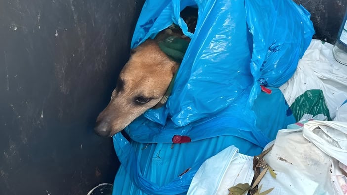 Hund Müllcontainer Gran Canaria Polizei