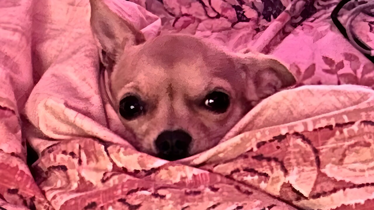 Hund „Chuzi“ soll auf Teneriffa von Kehrmaschine eingesaugt worden sein