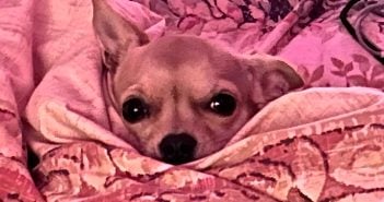 Hund Teneriffa Kehrmaschine